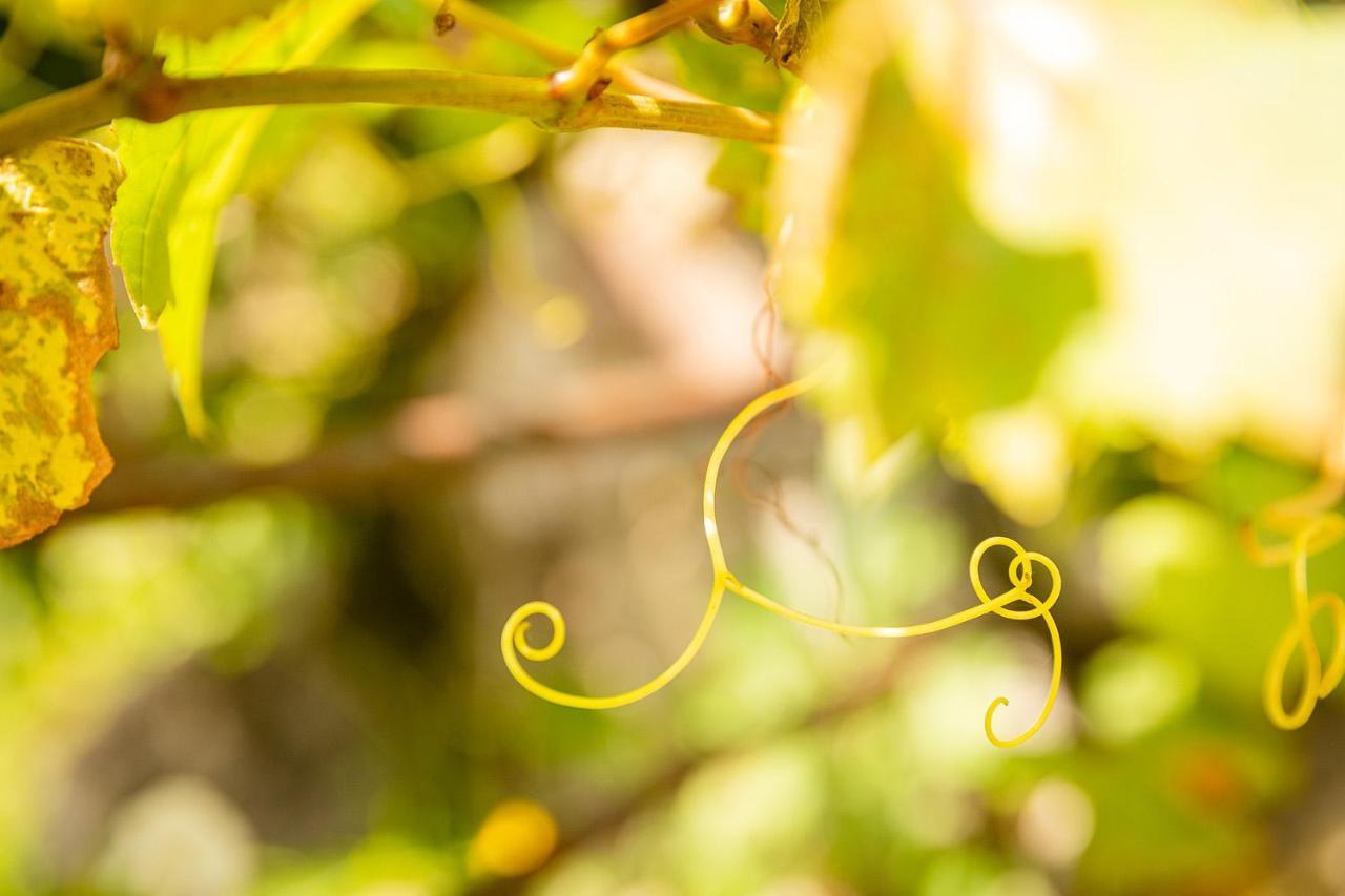 Apartmán Le Grenier Du Photographe Kaysersberg-Vignoble Exteriér fotografie